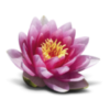 fleur de lotus